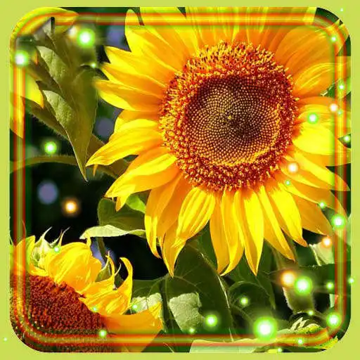 Play Sunflowers Summer APK Play Sunflowers Summer APK