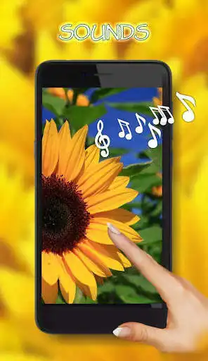 Play Sunflowers Summer  and enjoy Sunflowers Summer with UptoPlay
