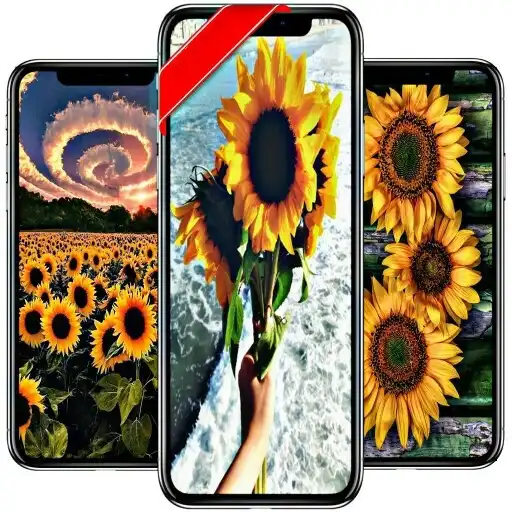 Play sunflower wallpaper app APK Play sunflower wallpaper app APK