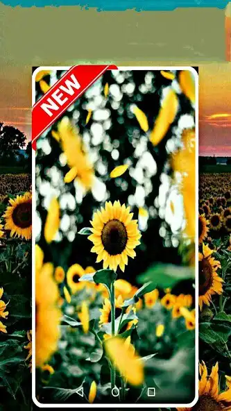 Play sunflower wallpaper app  and enjoy sunflower wallpaper app with UptoPlay