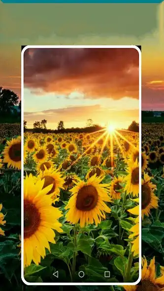 Play sunflower wallpaper app as an online game sunflower wallpaper app with UptoPlay