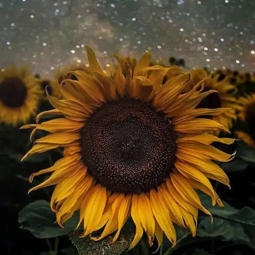 Play Sunflower Wallpaper HD 3D APK