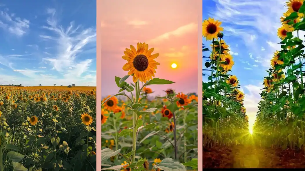 Play Sunflower Wallpaper HD 3D and enjoy Sunflower Wallpaper HD 3D with UptoPlay Play Sunflower Wallpaper HD 3D and enjoy Sunflower Wallpaper HD 3D with UptoPlay