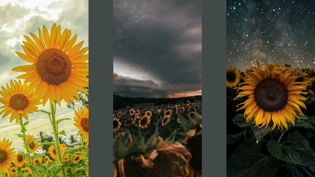 Play Sunflower Wallpaper HD 3D as an online game online Sunflower Wallpaper HD 3D with UptoPlay Play Sunflower Wallpaper HD 3D as an online game Sunflower Wallpaper HD 3D with UptoPlay