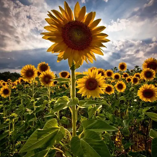 Free play online Sunflower Wallpaper HD APK