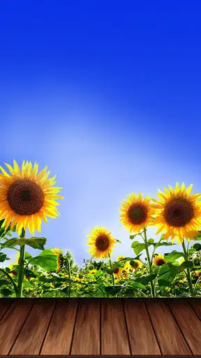 Play Sunflower Wallpaper HD