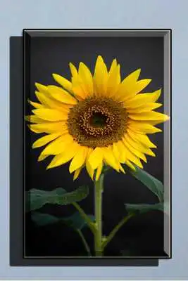 Play Sunflower Wallpaper HD