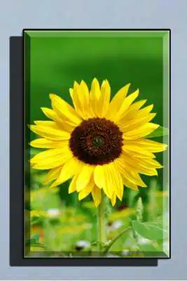 Play Sunflower Wallpaper HD