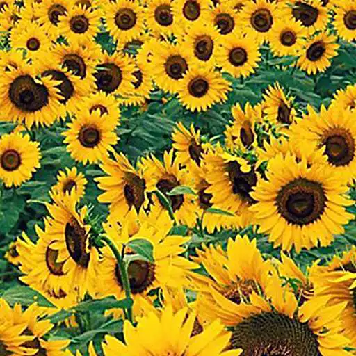 Free play online Sunflower Wallpaper APK