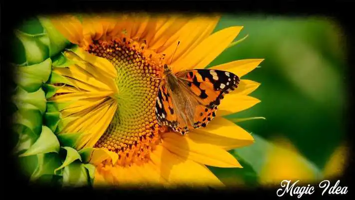 Play Sunflower Wallpaper Play Sunflower Wallpaper