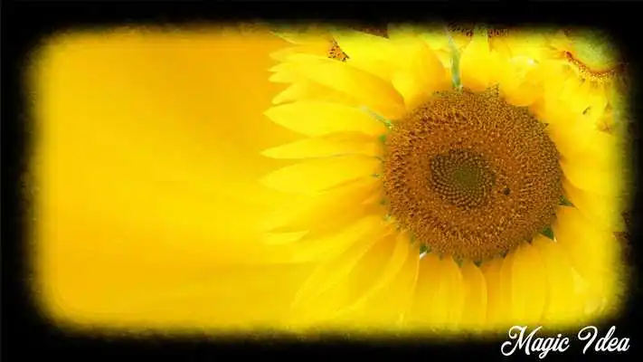 Play Sunflower Wallpaper Play Sunflower Wallpaper