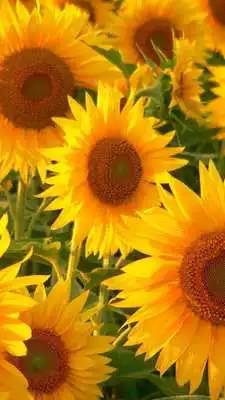Play Sunflower wallpapers