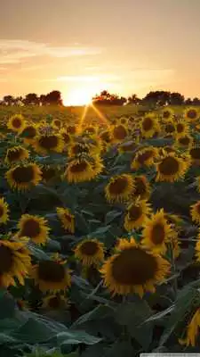 Play Sunflower wallpapers