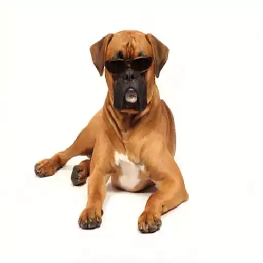 Play SUPERB BOY DOG NAMES FOR 2020 APK