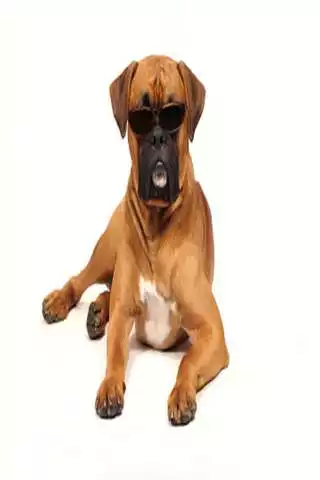 Play SUPERB BOY DOG NAMES FOR 2020  and enjoy SUPERB BOY DOG NAMES FOR 2020 with UptoPlay