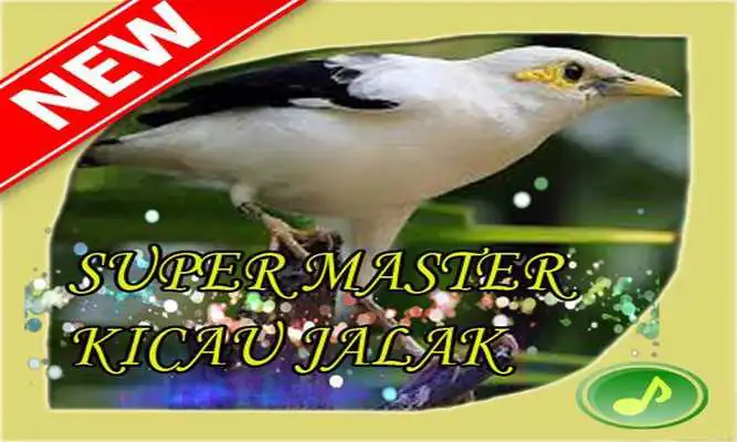 Play Super Master Kicau Jalak Play Super Master Kicau Jalak