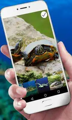 Play Super Turtle App