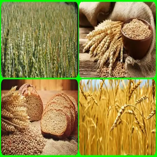 Play super wheat cultivation APK