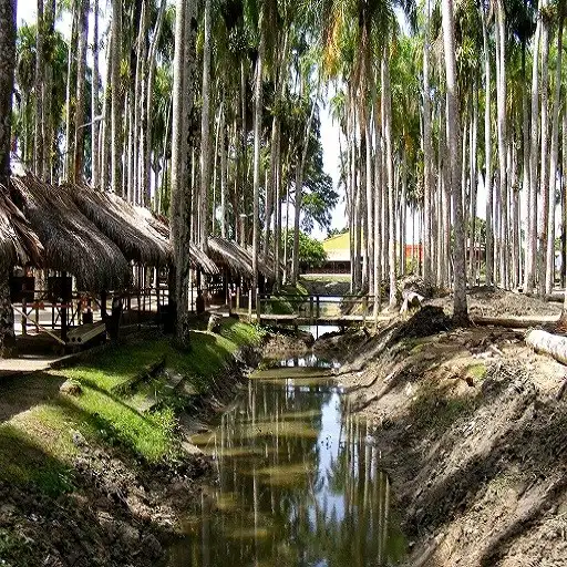 Play Suriname wallpaper APK