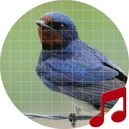 Play Swallow bird sounds ~ Sboard.pro APK