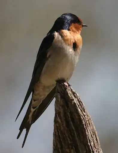 Play Swallow bird sounds ~ Sboard.pro  and enjoy Swallow bird sounds ~ Sboard.pro with UptoPlay