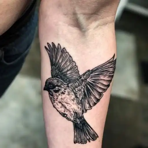Play Swallow Tattoo APK