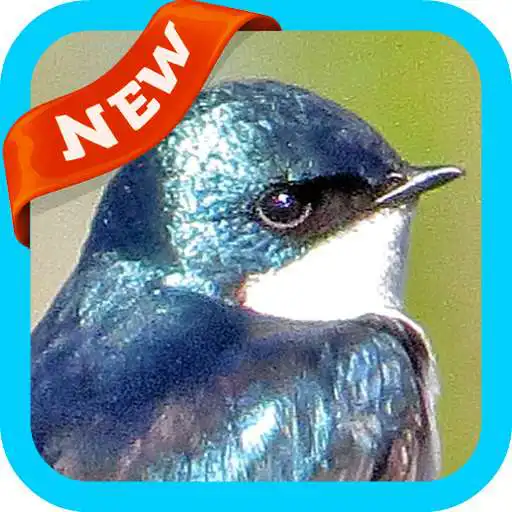 Free play online Swallow Wallpaper APK