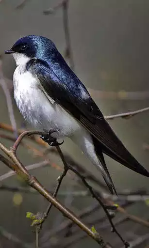 Play Swallow Wallpaper