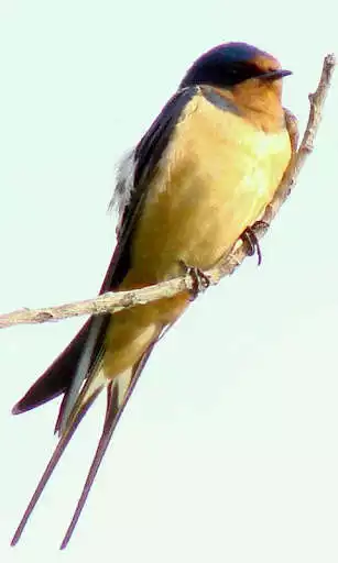 Play Swallow Wallpaper