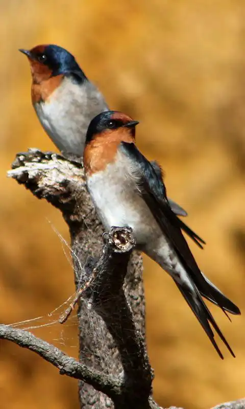 Play Swallow Wallpaper