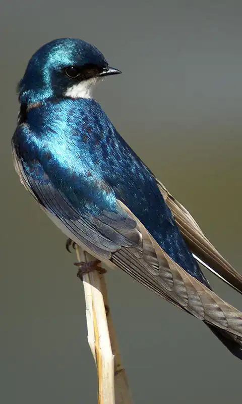 Play Swallow Wallpaper