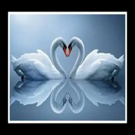 Play Swan Live Wallpaper APK Play Swan Live Wallpaper APK