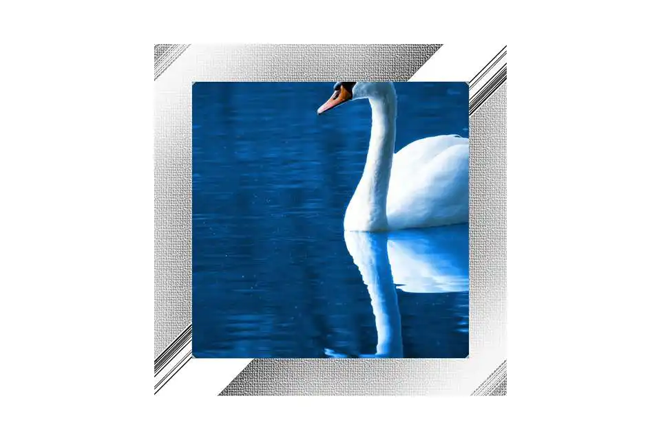 Play Swan Photo Frames APK