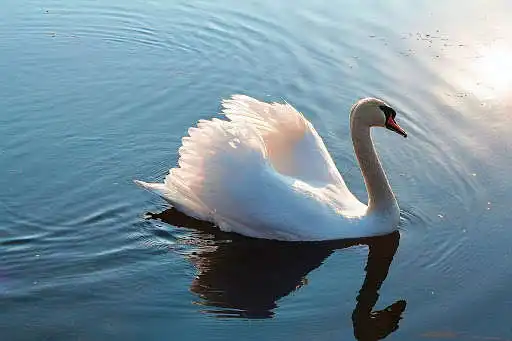 Play Swan Photo Frames as an online game Swan Photo Frames with UptoPlay