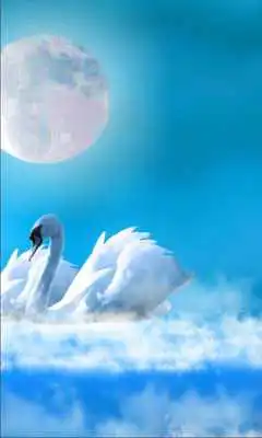 Play Swans Amazing LWP