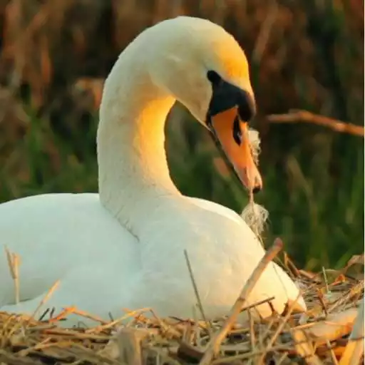 Free play online Swans live wallpaper APK Free play online Swans live wallpaper APK