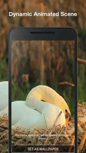 Play Swans live wallpaper