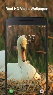 Play Swans live wallpaper