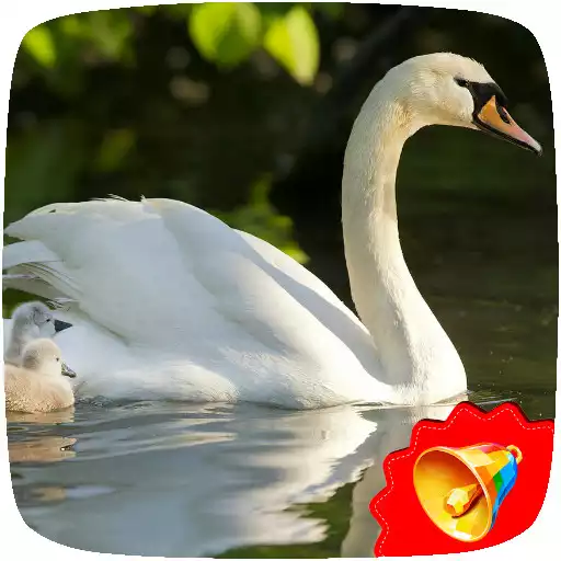 Play Swan sounds APK Play Swan sounds APK
