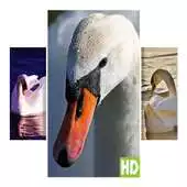 Free play online Swans Wallpapers APK