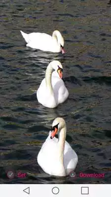 Play Swans Wallpapers Play Swans Wallpapers