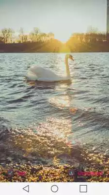 Play Swans Wallpapers Play Swans Wallpapers