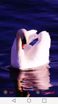 Play Swans Wallpapers Play Swans Wallpapers