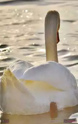 Play Swans Wallpapers Play Swans Wallpapers