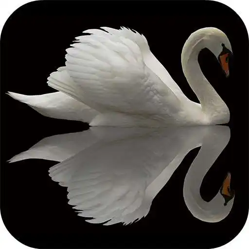 Free play online Swan Video Live Wallpaper APK