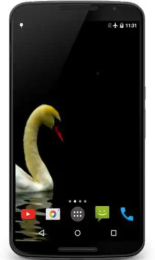 Play Swan Video Live Wallpaper