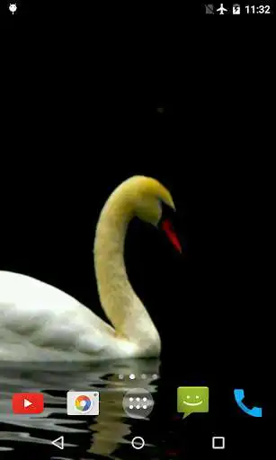 Play Swan Video Live Wallpaper