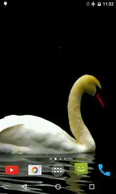 Play Swan Video Live Wallpaper