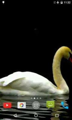 Play Swan Video Live Wallpaper