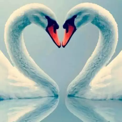 Play Swan Wallpaper APK Play Swan Wallpaper APK